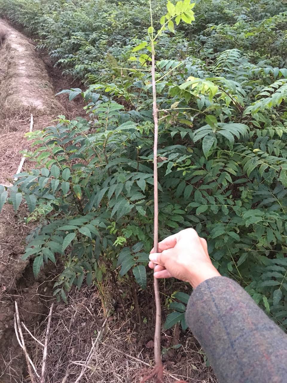 香椿苗